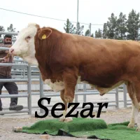 کارگر ماهر گاوداری میخام