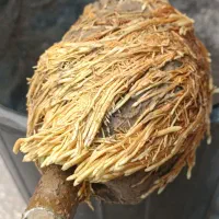 نهال اصلاح شده شاتوت دانه درشت. دره شهر|خدمات باغبانی و درختکاری|ایلام, |دیوار