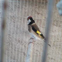 سهره چهارگل وسهره کرمونی