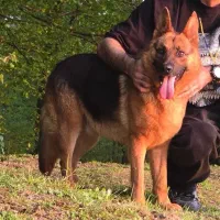 فروش سگ ژرمن نژاد اصیل ۱ساله باشناسنامه