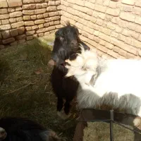 بزغاله نر|حیوانات مزرعه|خوسف, |دیوار