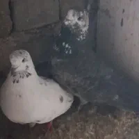 فروش|پرنده|فراغی, |دیوار