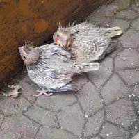 طوطی عروس سرلاکی