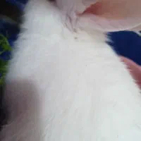 فروش خرگوش|موش و خرگوش|بروجرد, |دیوار