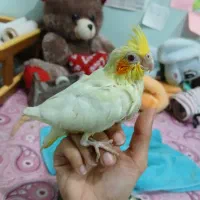 عروس هلندی ۱ ماهه