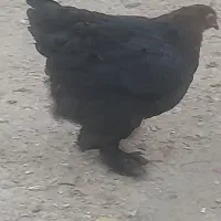 مرغ نژاد دار وتخم گذار|حیوانات مزرعه|هشتگرد, هیو|دیوار