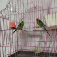 یک جفت مرغ کاملا سالم و مولد