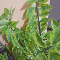 گل و گیاه|گل و گیاه طبیعی|کرج, باغستان|دیوار