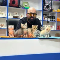 گربه بریتیش اسکاتیش شیکا گپت