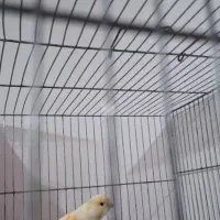 قناری نر موزاییکی|پرنده|قزوین, |دیوار