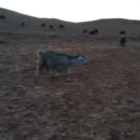 قیمت.۲۰ملیون