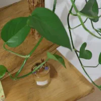 کتاب خانه چوبی|کتابخانه، شلف، قفسه‌های دیواری|طرقبه, |دیوار