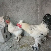 برهما لایت