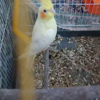 عروس هلندی دستی|پرنده|مهریز, |دیوار