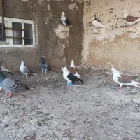 کفتر رنگه المانی|پرنده|تربت جام, میان جام|دیوار