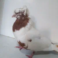 کبوتر