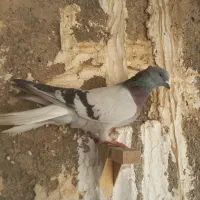 سبز دمسفید بزن