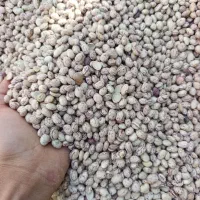 لوبیا چیتی تمیز