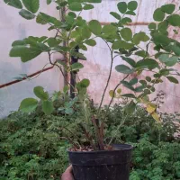 گلدان گل محمدی|گل و گیاه طبیعی|کاشان, استرک|دیوار