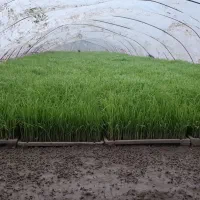 تم نشا برای نشا اماده