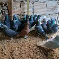 فروشی|پرنده|خوشاب, |دیوار