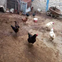 مرغ و خروس