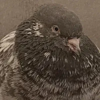 کفتر گرویی کلکسیونی بشرط      (مهدی لنگرودی)