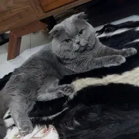 گربه اسکاتیش فولد