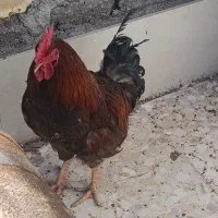 خروس درجه یک|حیوانات مزرعه|مرودشت, رامجرد یک|دیوار