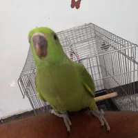 طوطیملنگو وتعدادی قفس|پرنده|کارون, |دیوار