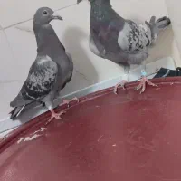 پرنده کفتر زرحی|پرنده|جلگه ماژان, |دیوار