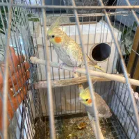 عروس کار داده