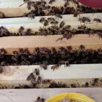 زنبور عسل کارنیکا بسیار آرام