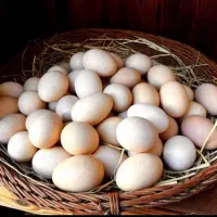 تخم مرغ محلی