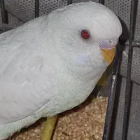 معاوضه با فنچ
