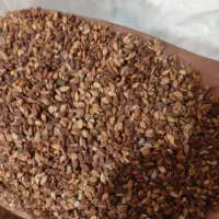 کنجد امسال|عمدهفروشی|بهبهان, |دیوار