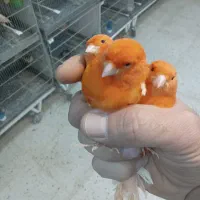 فروش ۷ عدد نر ۲۰۲۵ اماده|پرنده|هشتگرد, تهران دشت|دیوار