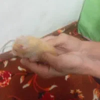 همستر مولد خارجی مینیاتوری