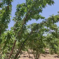 باغ بادام سند دار