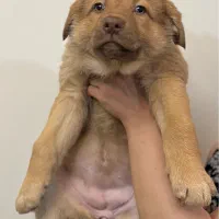 واگذاری میکس ژرمن سراب