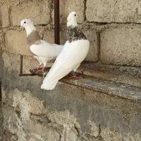 الماسی|پرنده|امیدیه, |دیوار