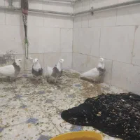 کبوتر طوقی|پرنده|ملکشاهی, |دیوار