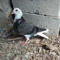 کفتر|پرنده|بندرلنگه, |دیوار
