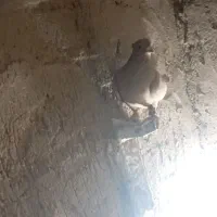 نر مایه زرد