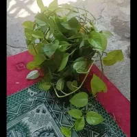 گل زینتی و آپارتمانی
