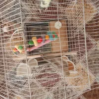 عروس هلندی نر و ماده