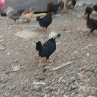 نوچه مرغوخروس|حیوانات مزرعه|قم, بلوار امین و ساحلی|دیوار