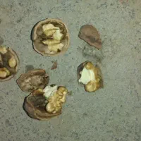 گردو