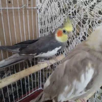 عروس هلندی جفت با جوجه|پرنده|گالیکش, |دیوار