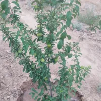 باغ-وزمین-کشاورزی